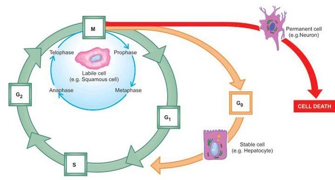 Cell cycle