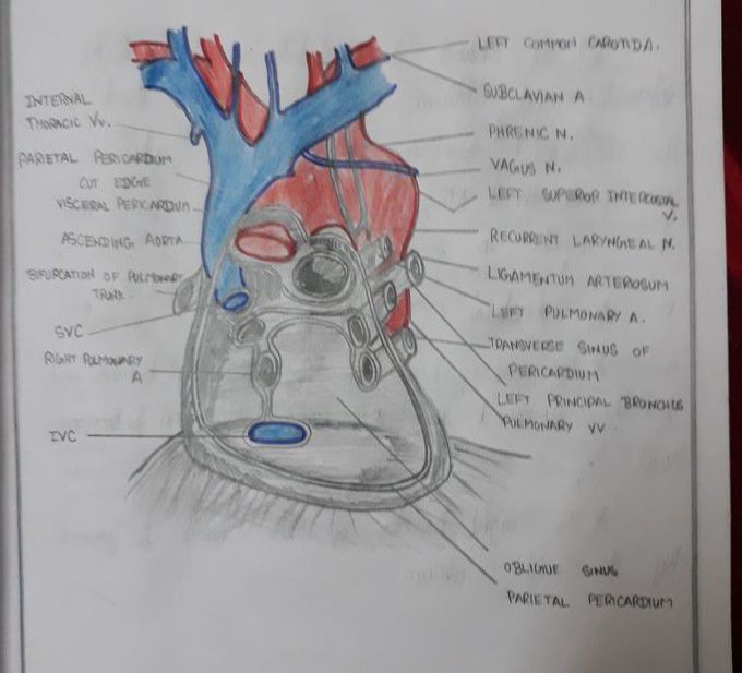 Percardium and the great vessels of heart