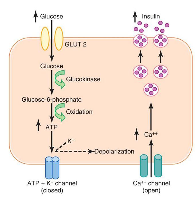 Insulin secretion