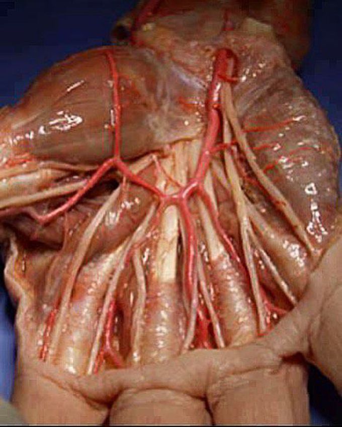 Inside a human hand - this is how our palm looks underneath the skin! 
