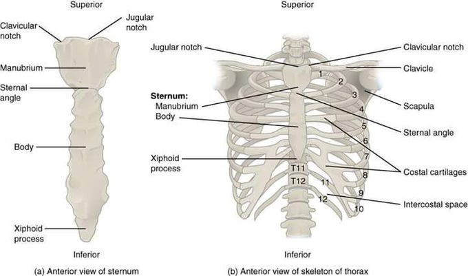 Anterior view