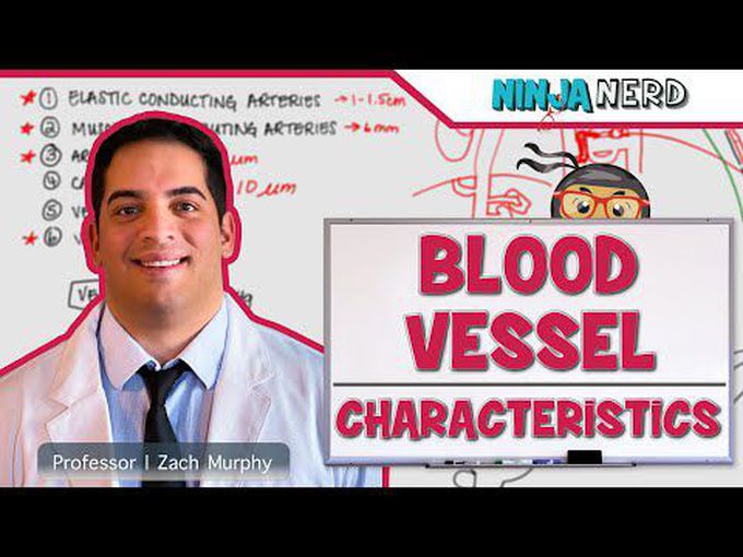 Characterstics of blood vessels