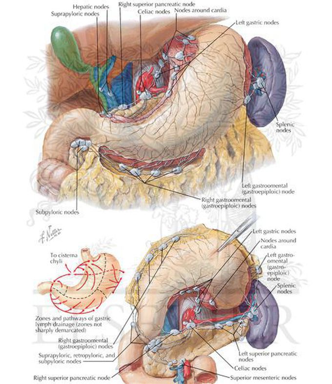 Lymphatic drainage of pancreas