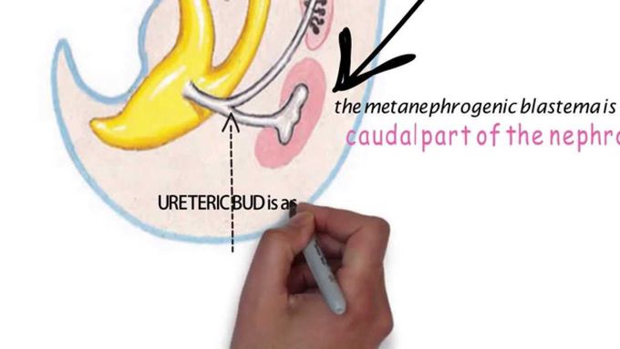 Embryology of Kidney system , The development of  kidney