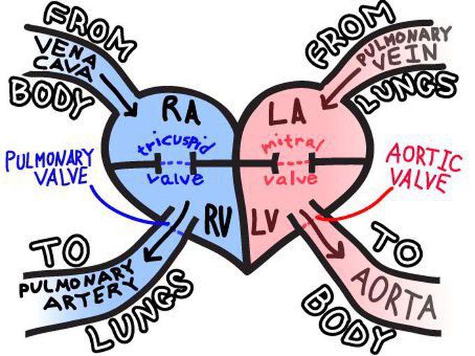 Heart Anatomy - MEDizzy