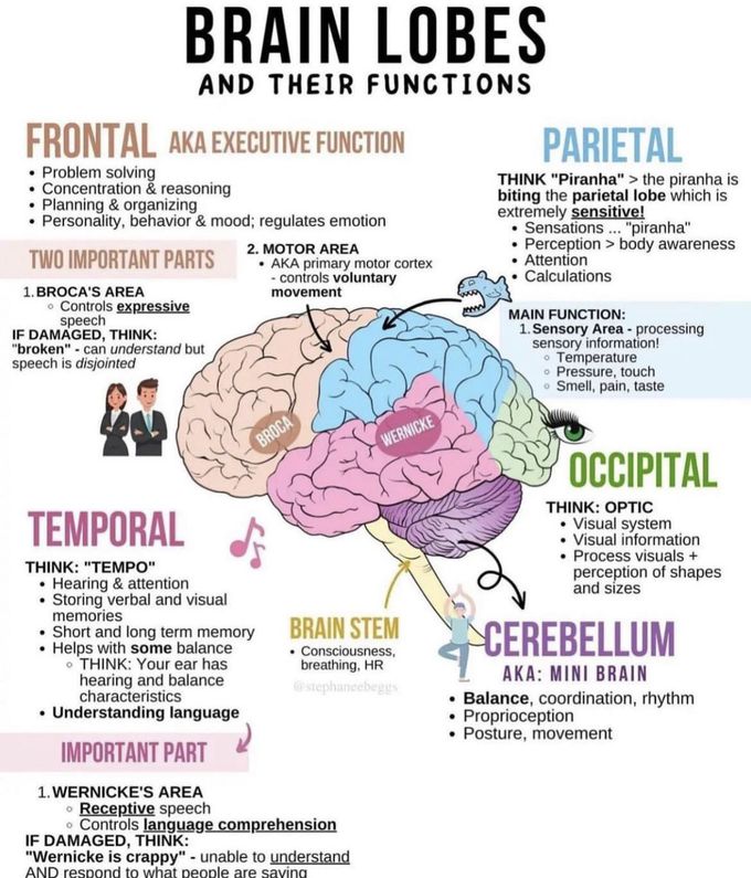 Brain lobes