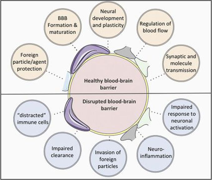 Symptoms of Blood Brain Barrier