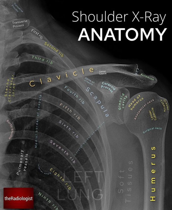 Shoulder X-ray Anatomy