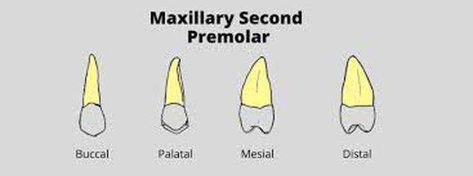 Maxillary second premolar roots