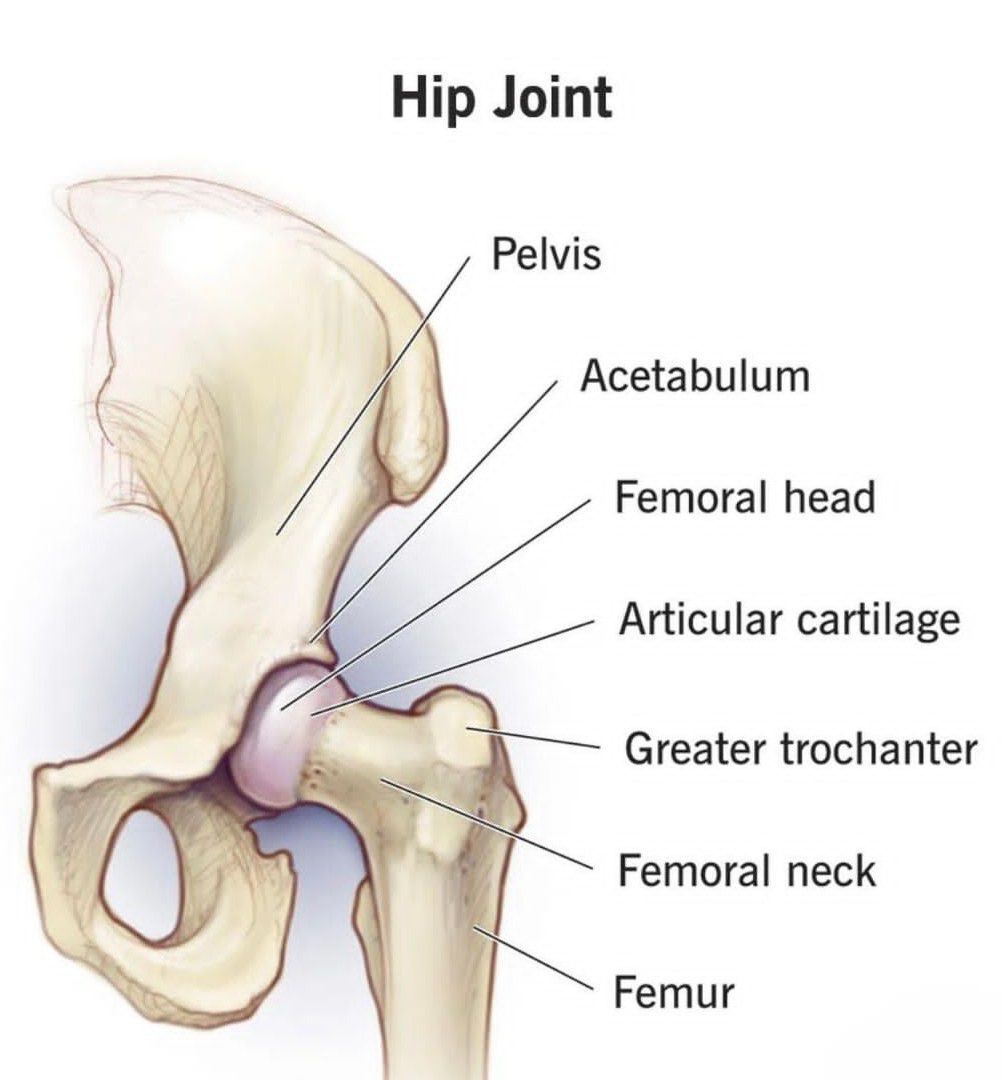 Hip Joint Anatomy Medizzy