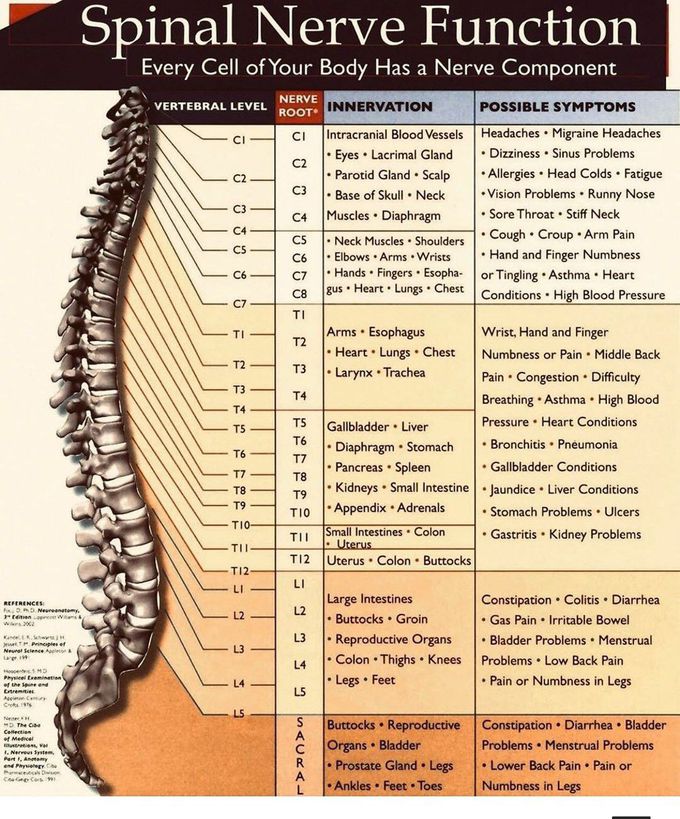 Spinal nerve function - MEDizzy