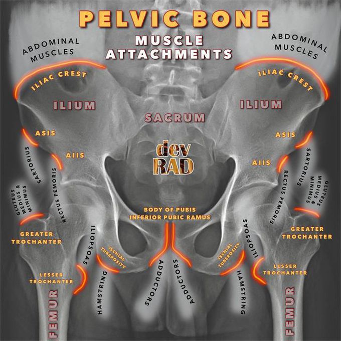 Insertions on Pelvis