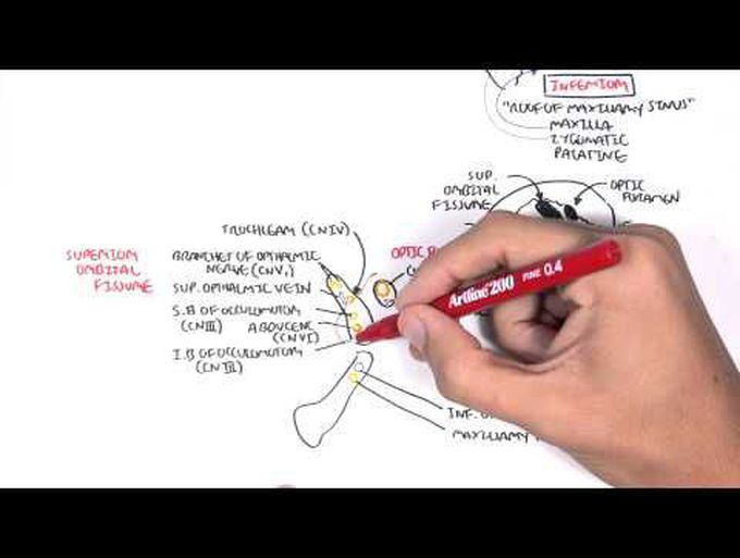 Anatomy   Eye Orbit and Eyelid