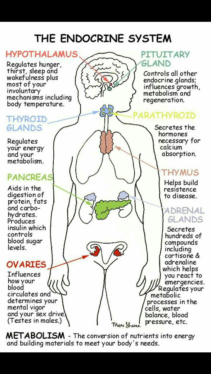 Endocrinology
