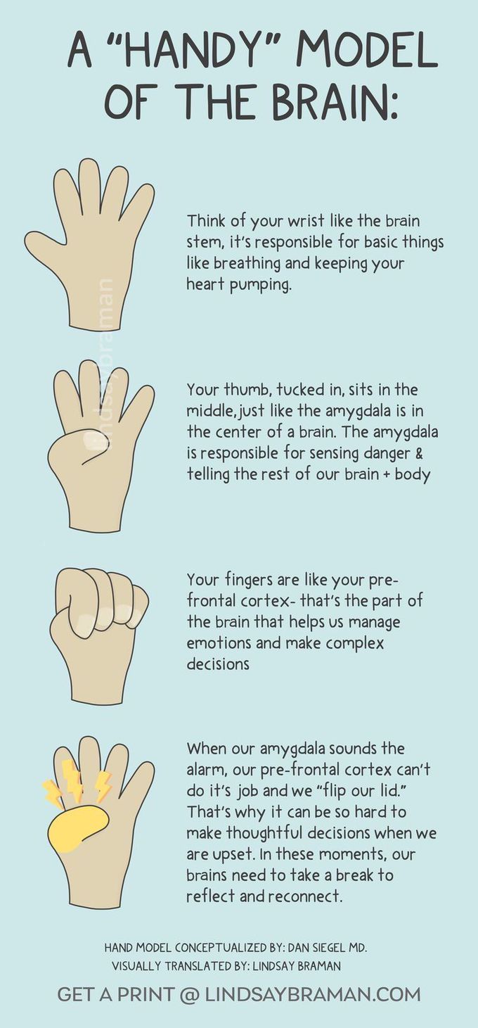 The “Handy” Model of the Brain