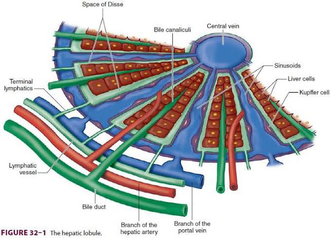 Hepatic Lobule