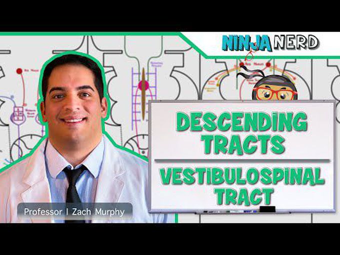 The descending tracts-Vestibulospinal Tract