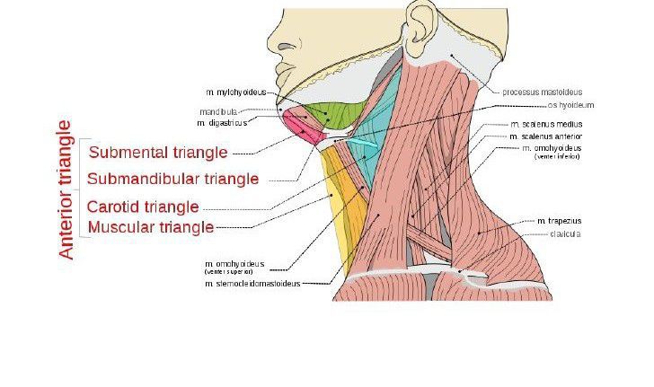 Triangles Of Neck Medizzy 3905