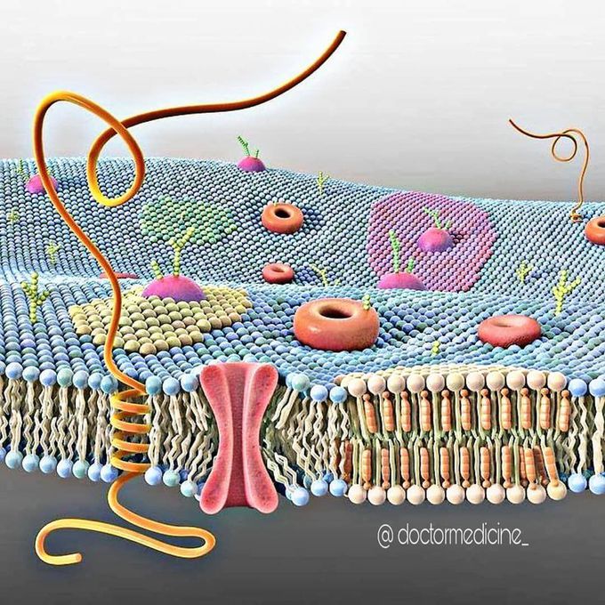 Six facts about the membrane