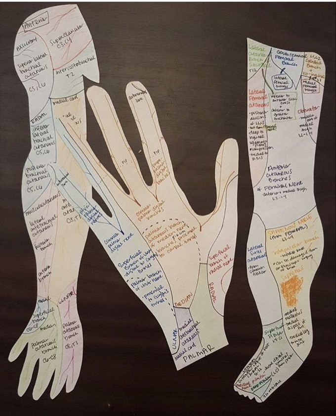 Anatomy