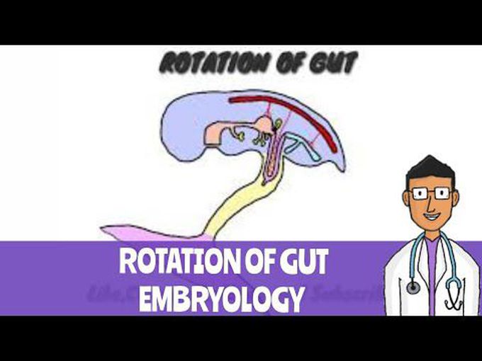 Gut rotation