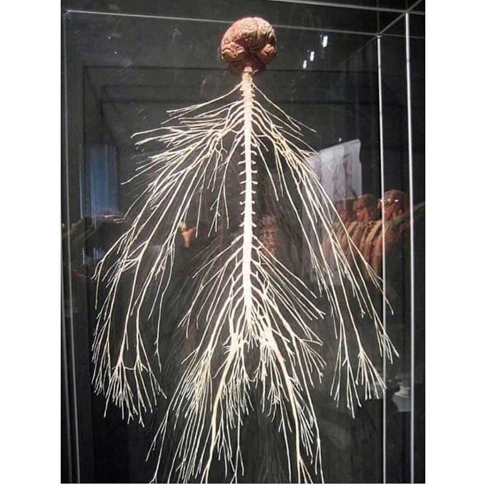 Nervous system