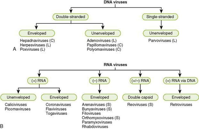 Classification of Virus