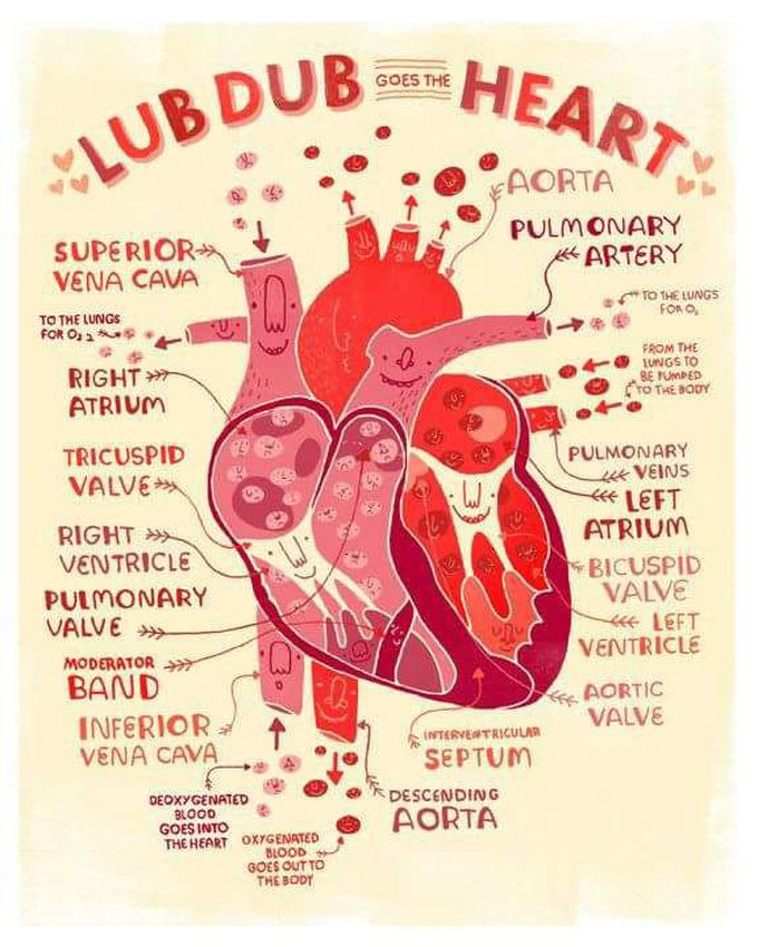 Parts of Human Heart