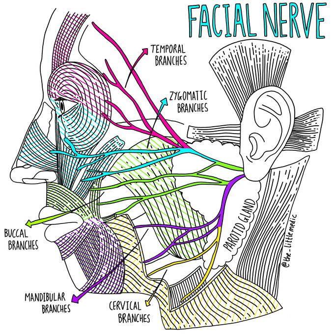 Branches of the facial nerve