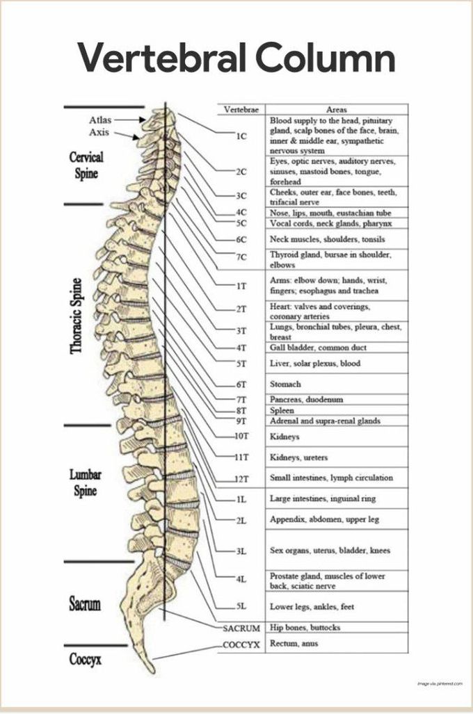 Anatomy