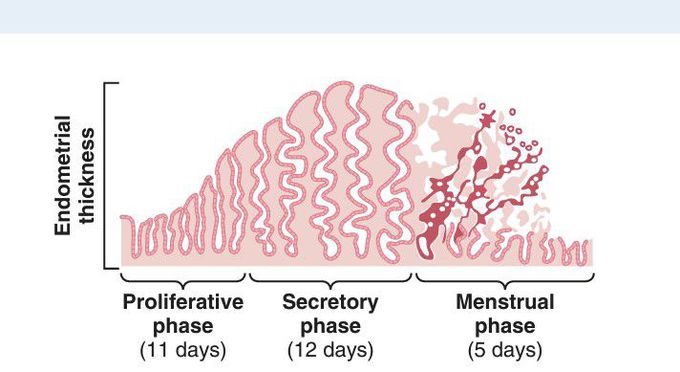 MONTHLY ENDOMETRIAL CYCLE  AND MENSTRUATION