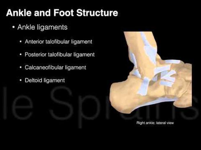 Movements of the ankle joint.
