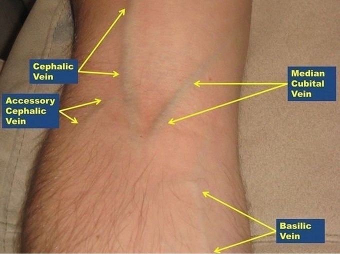 Veins of the Arm