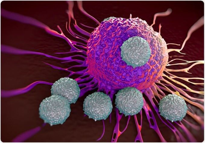 cells originate in the bone marrow and mature in the thymus. In the thymus, T cells multiply and differentiate into helper, regulatory, or cytotoxic T cells or become memory T cells. They are then sent to peripheral tissues or circulate in the blood or lymphatic system. Once stimulated by the appropriate antigen, helper T cells secrete chemical messengers called cytokines, which stimulate the differentiation of B cells into plasma cells (antibody-producing cells). Regulatory T cells act to control immune reactions, hence their name. Cytotoxic T cells, which are activated by various cytokines, bind to and kill infected cells and cancer cells.