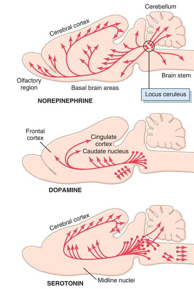 Neurohormonal systems