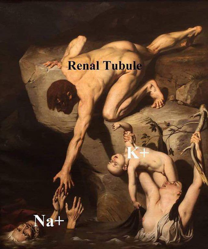 Renal tubule