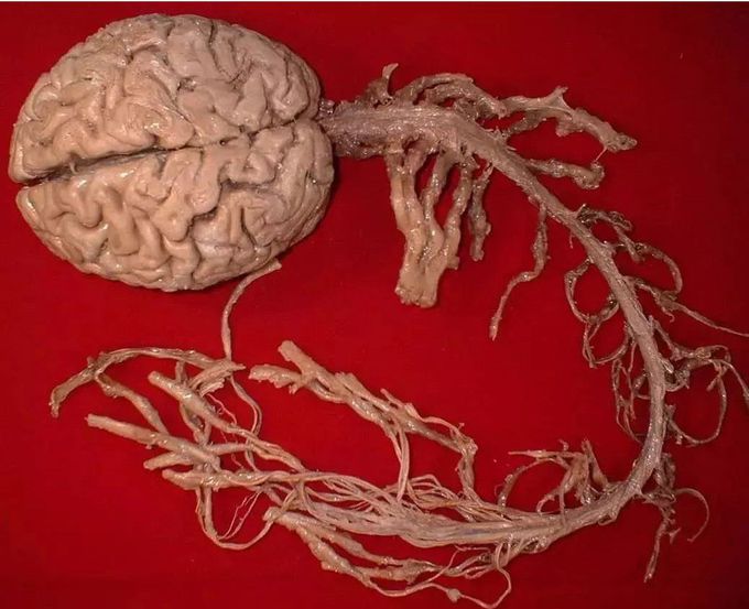 Central Nervous System