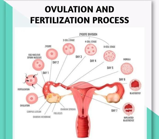Ovulation and Fertilization