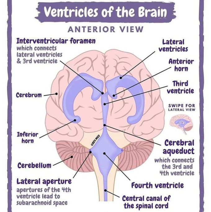 Ventricles of the Brain