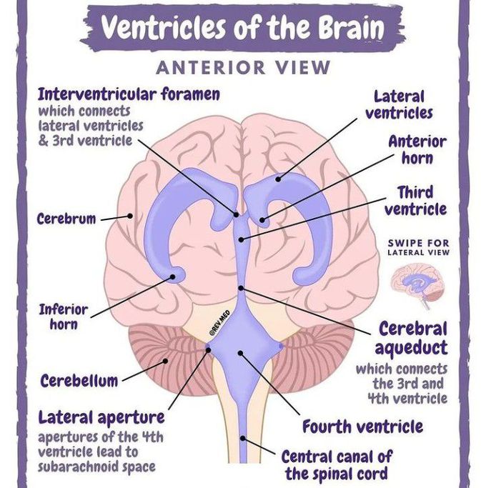 cerebral aqueduct diagram