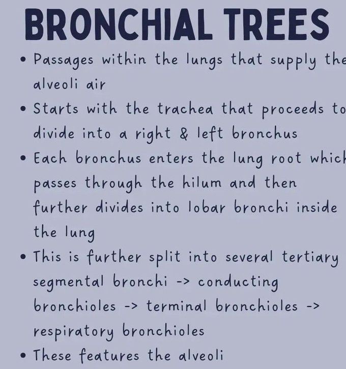 Lung Anatomy III