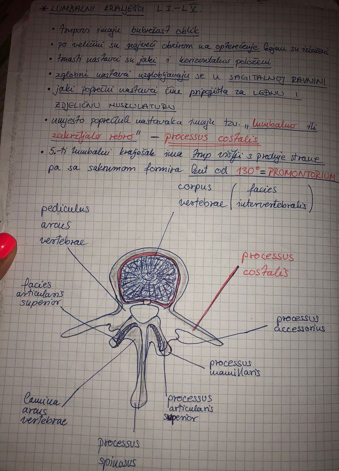 Lumbar vertebrae L1 - L5