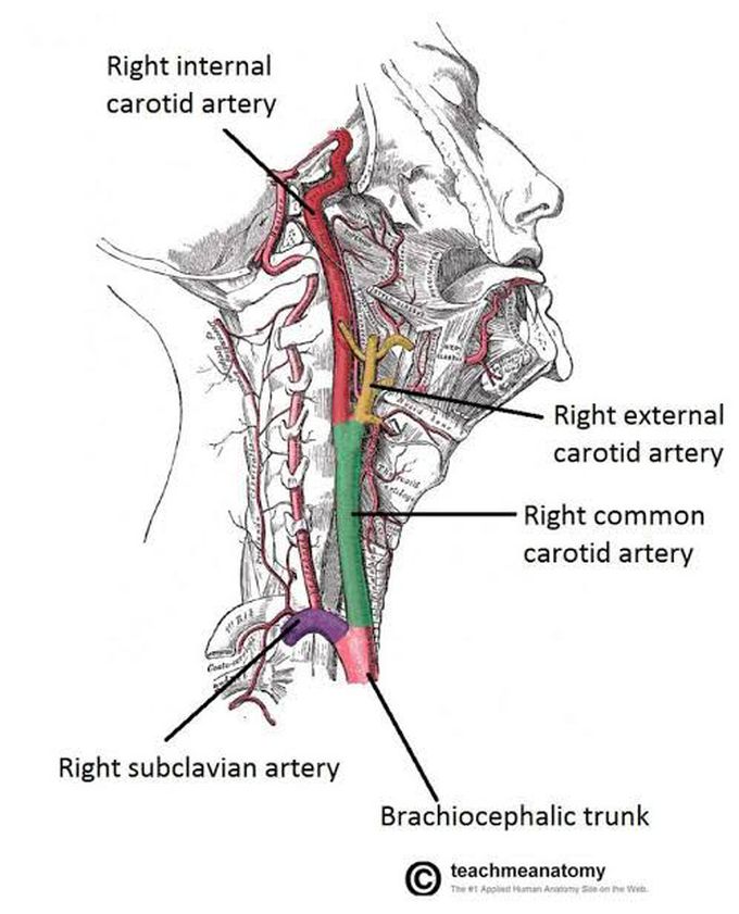 Cervical artery