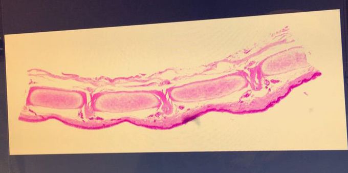 Histology lovers?! Guess what is this tissue?! 😌