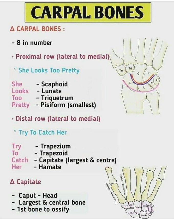 Carpal bones medizzy