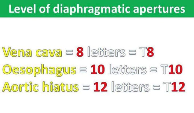 Mnemonic..✋