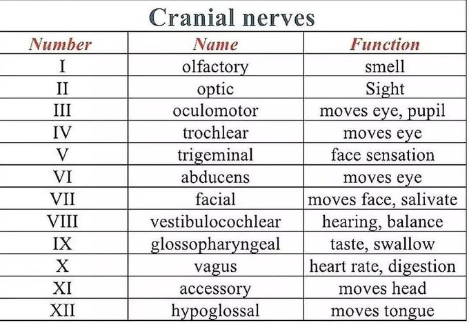 Cranial Nerves