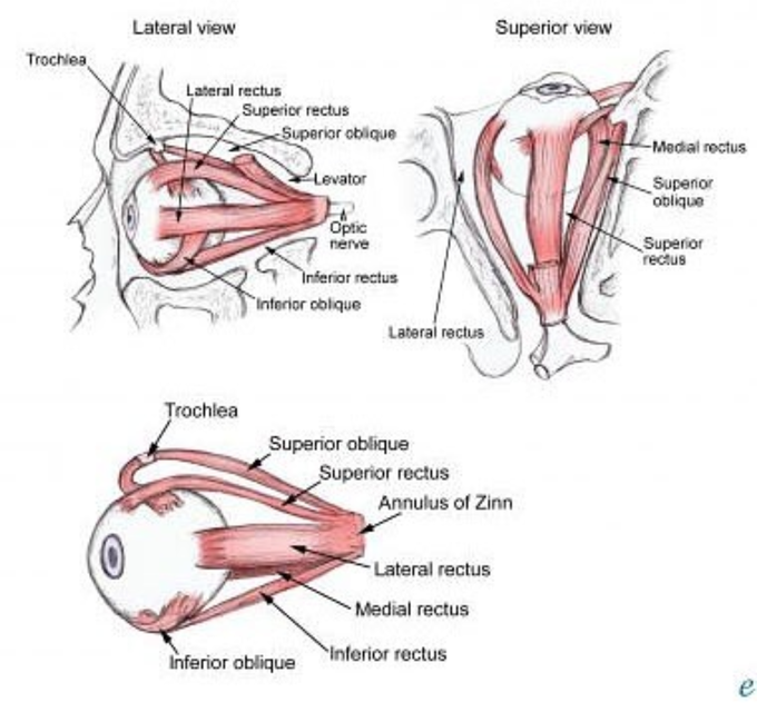 Eye muscles