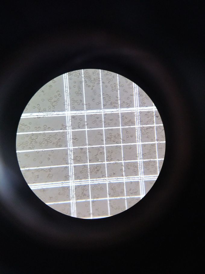 RBCs under compound microscope