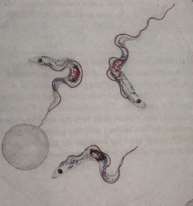 Can you guess the diagnosis?